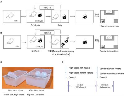 Reward enhances resilience to chronic social defeat stress in mice: Neural ECs and mGluR5 mechanism via neuroprotection in VTA and DRN